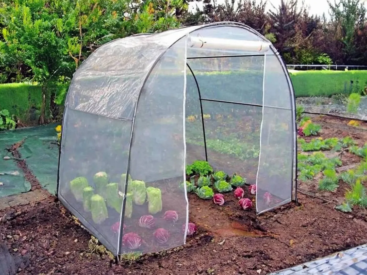 Hot Buzz metallurgica Invernadero de jardín tipo túnel 200 x 150 x h180 cm cubierta PVC plantas y flores Orto M Transparente