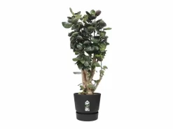 Clearance Maceta redonda 40 - Exterior Ø 39 x 36,8 cm - Living Macetero