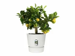 ELHO Macetero redondo 30 - Exterior Ø 29,5 x 27,8 cm -