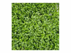 Pared de plantas artificiales - Modelo - Dimensiones : 50 x 50 cm